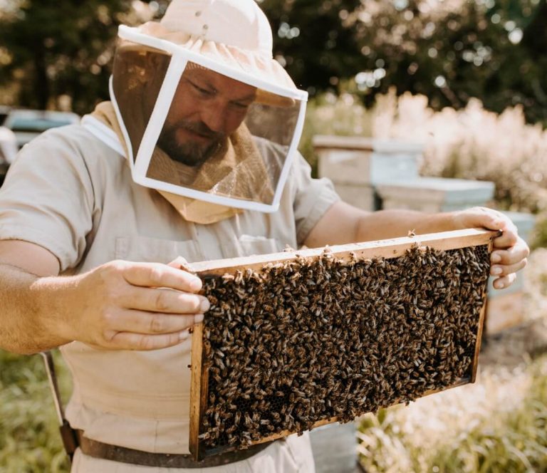 Beekeeper wearing bee suit holding beehive frame filled with bees